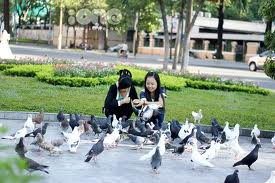 BẠN CỦA BỒ CÂU TRỜI