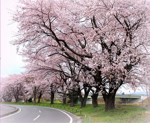  1. NỀN TẢNG CỦA SỰ CHỮA LÀNH BỆNH.