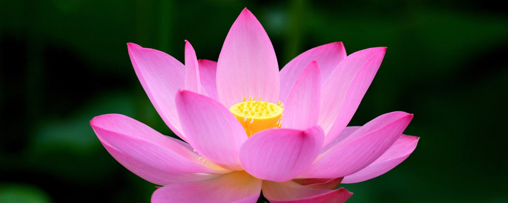 ĐỌC VÀ SUY NGẪM VỀ 66 LỜI MINH TRIẾT CỦA ĐẠO PHẬT.